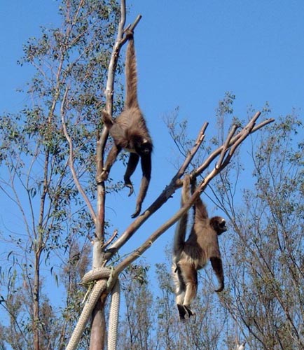 Spider monkeys with their prehensile tails at the San Diego Wild Animal Park; this is Ateles belzebuth