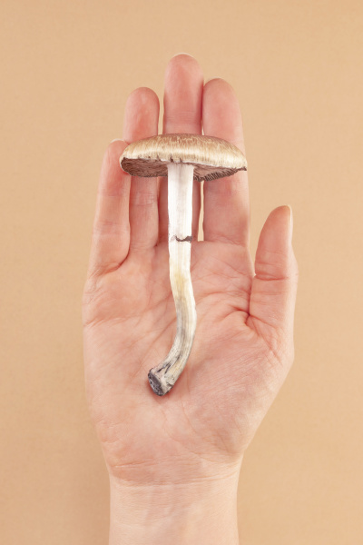Foto colorida de uma mão segurando um cogumelo Psilocybe cubensis em fundo liso e beje