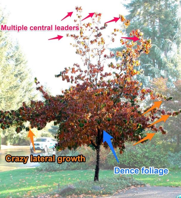 A-Form Dogwood tree