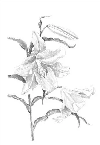 D:\0 wd yedek\acr yedek\1 film indirme\botanicheskaya_illyustraciya2_files\image026.jpg