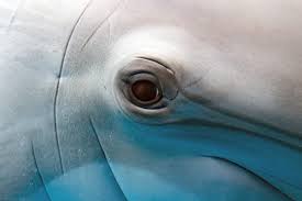 I learned that dolphins can see well both underwater as well as ...