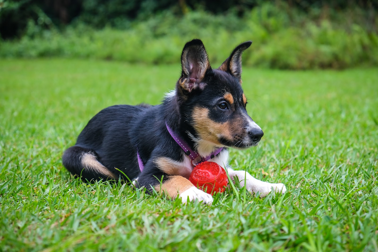 23 Best Puppy Toys For Teething