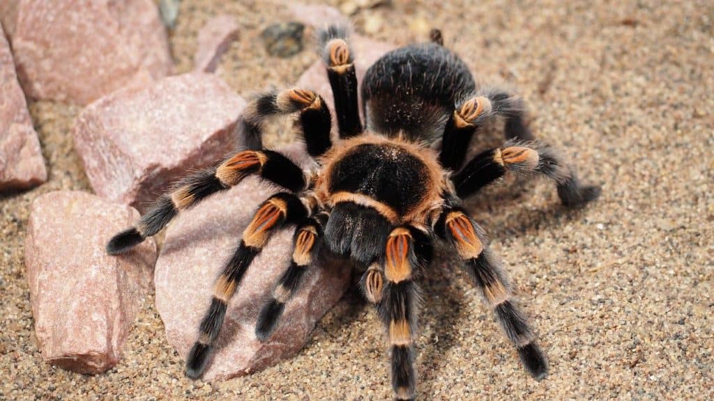 Tarantulas