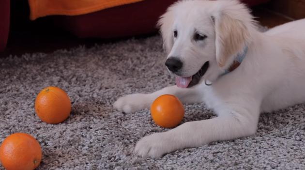 Homemade remedies for dogs -  dog with orange