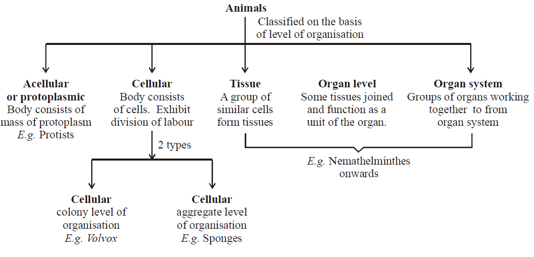 Animal Kingdom | Biology Notes for NEET/AIIMS/JIPMER