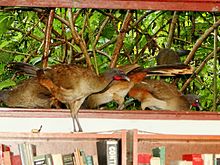 This photo shows multiple birds sitting in an open window. One bird has entered the window and is standing on a bookshelf. 