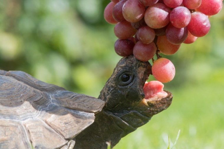 Can Tortoises Eat Grapes