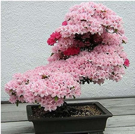 Cuidados del Bonsái de Cerezo en flor