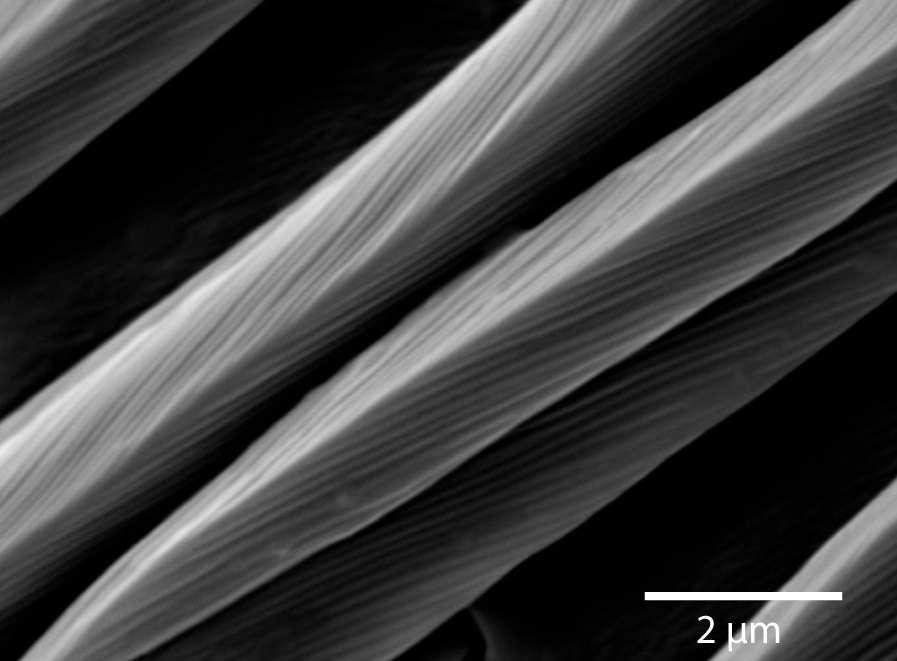bservation au microscope électronique des stries sur les poils des fourmis argentées. © Willot et al. 2016, PLOS One