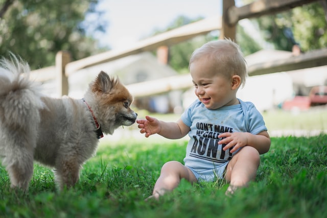 How to make kids and family dog work