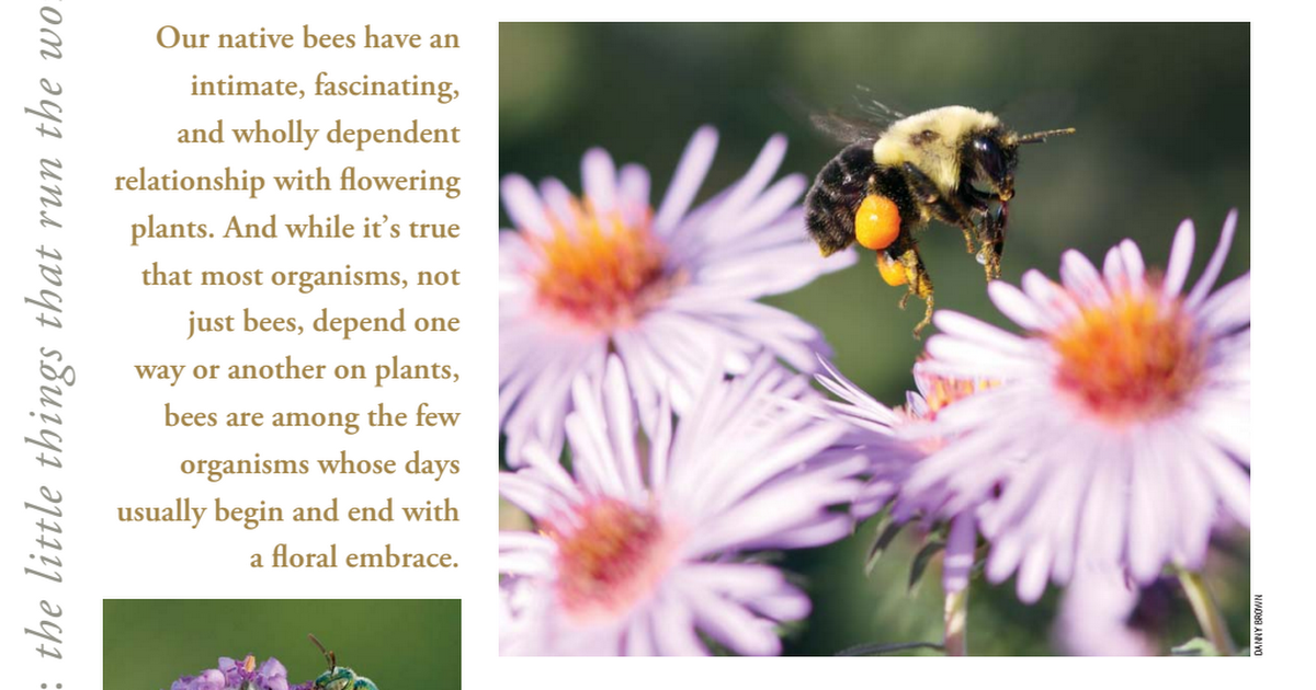 MPJ-2015-v36.1-16-Native-Bee-Plant-Relationships.pdf - Google Drive