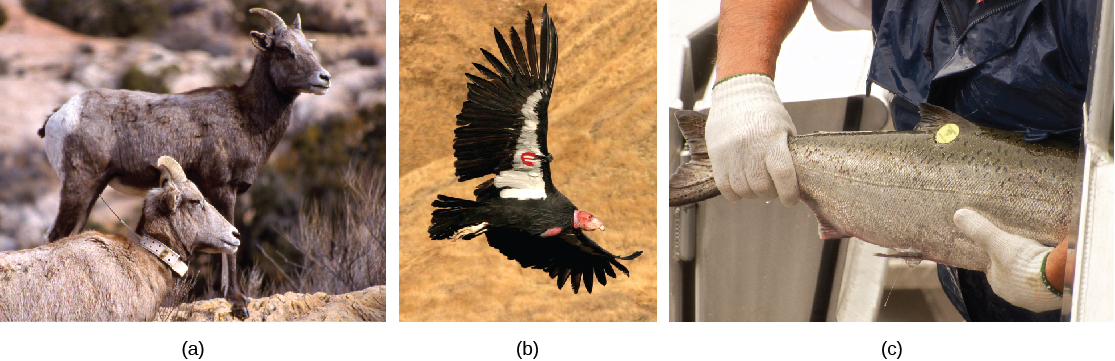 A is a photo of two light brown big horned sheep with collars. B is a photo of a black, white, and red condor with a small red tag contrasting against the white of its wing. C shows a gray salmon with a small yellow tag on its fin.