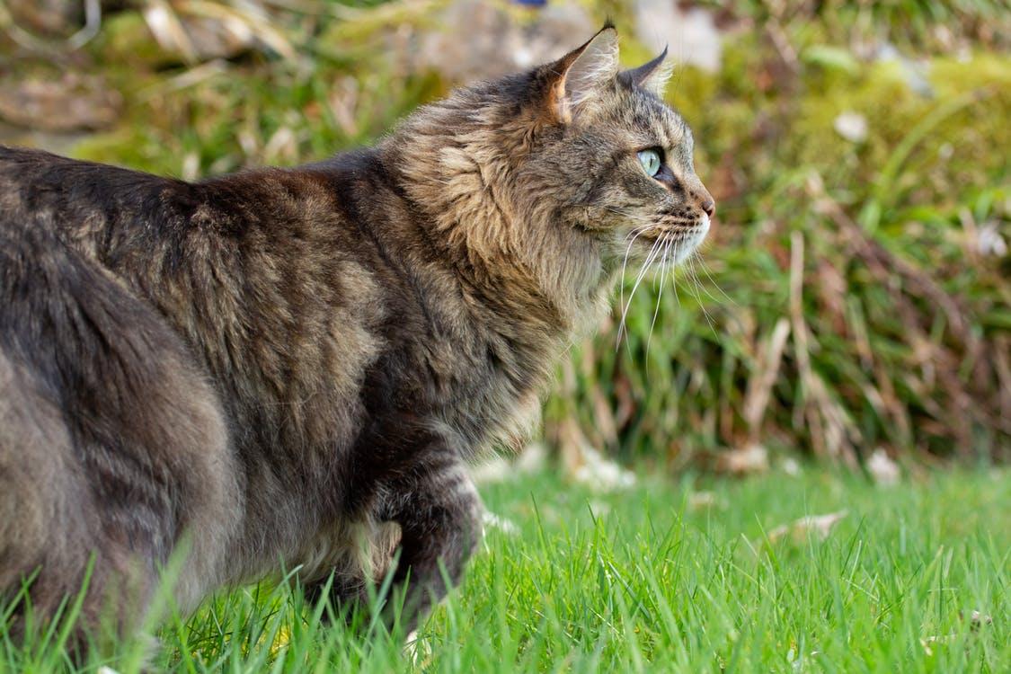 Distinguishing Maine Coon Cat Breed