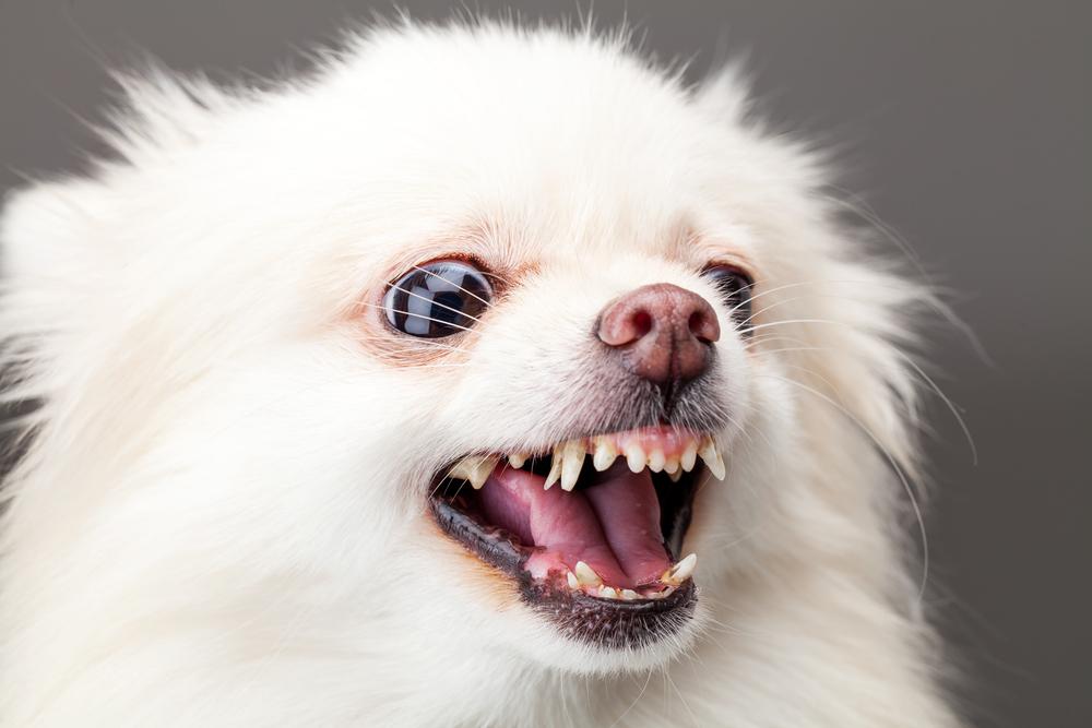 A close up of a dog head posing for the camera

Description automatically generated