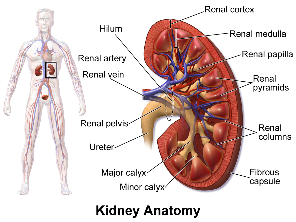 Kidney - Wikipedia