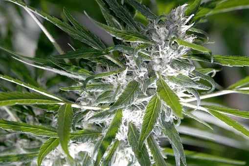 Alt text: Drying buds while flowering is not recommended as part of the drying weed process.