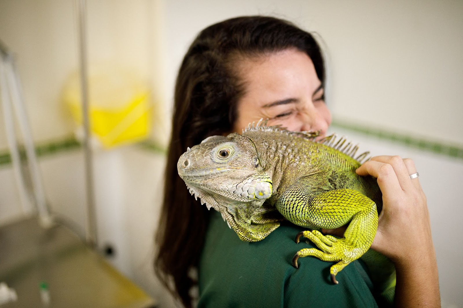 veterinária de animais silvestres abraçando lagarto em clínica veterinária 