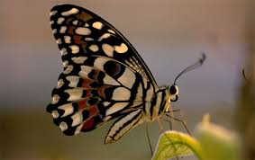 Image result for butterflies nz