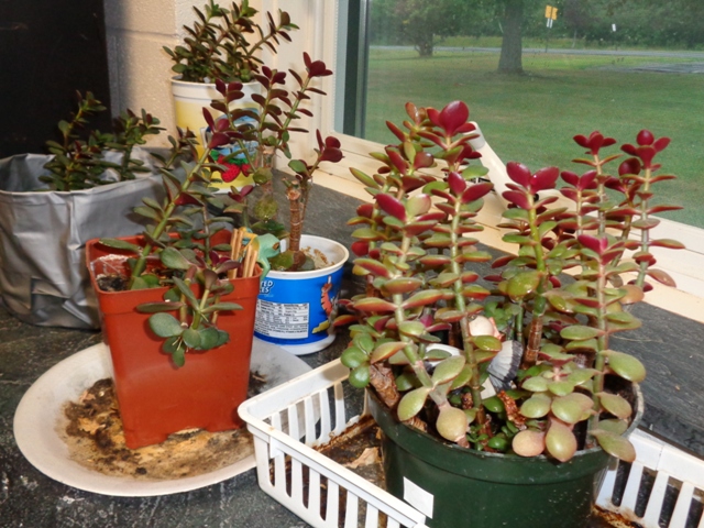 jade plant 01.jpg