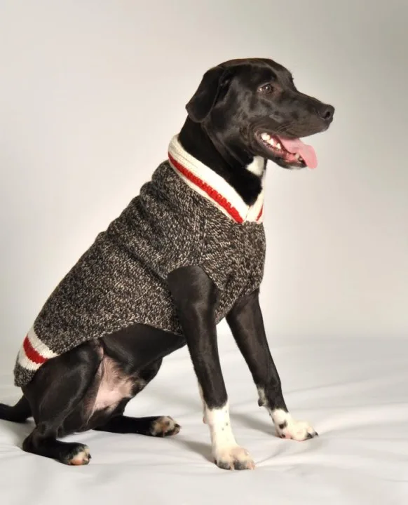 A big dog wearing a V neck sweater.