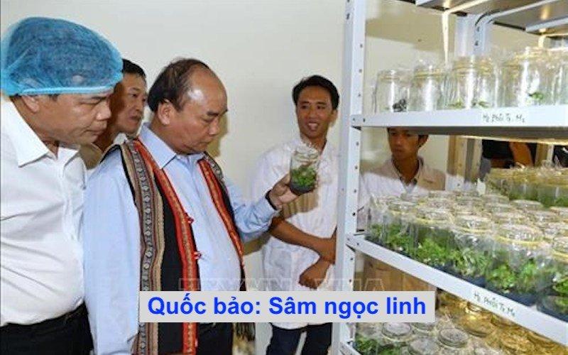 VNTB – ‘Phiên bản Việt Á’ với cây sâm Ngọc Linh đang bắt đầu