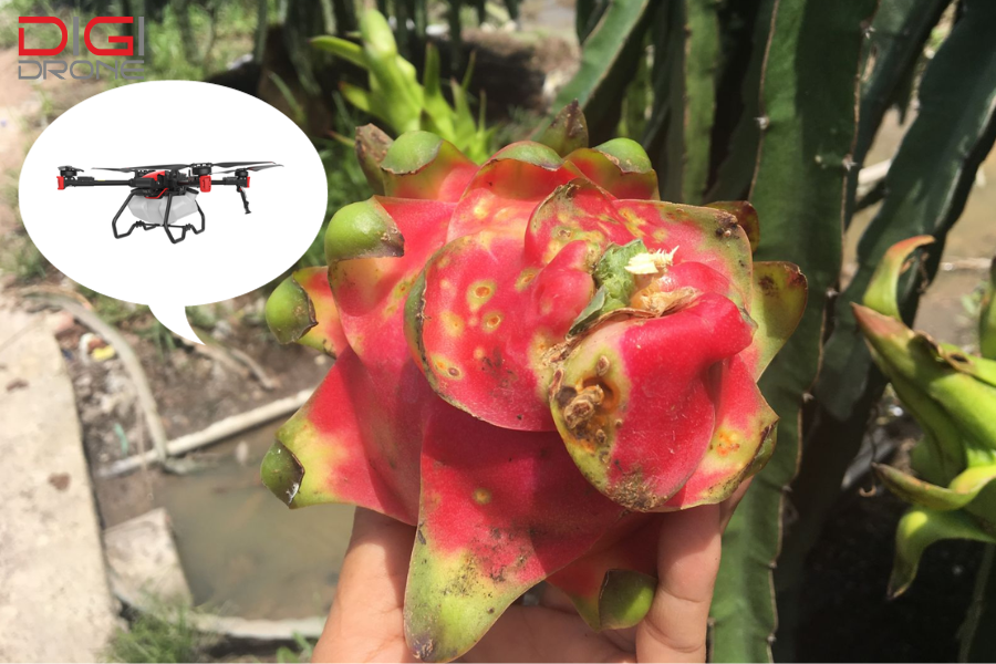 bệnh đốm nâu trên thanh long