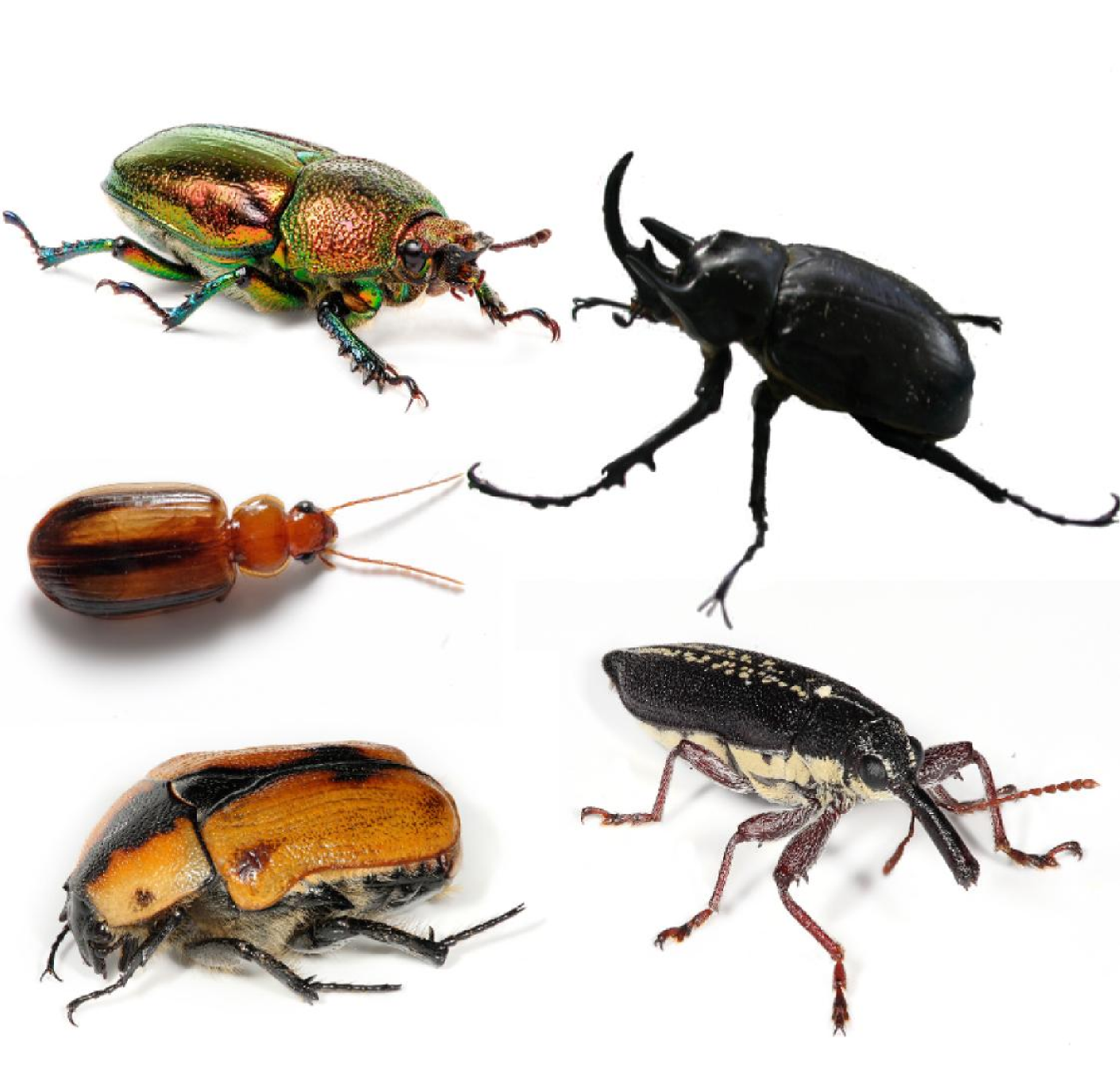File:Coleoptera collage.png - Wikimedia Commons