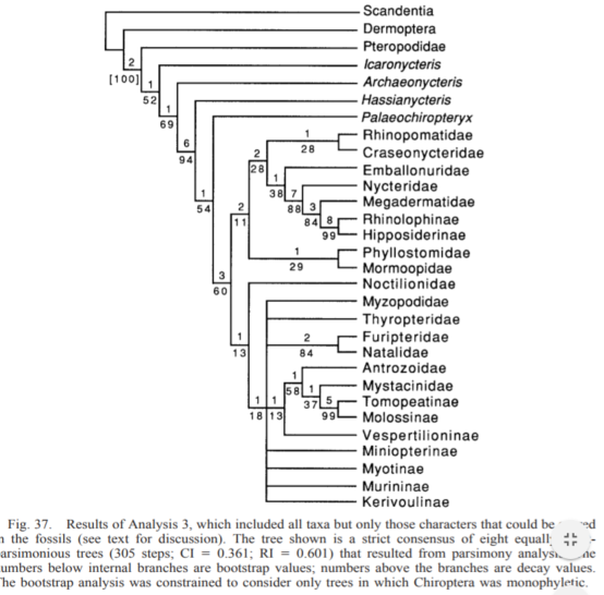 Figure 15. Parsimony tree of Chiroptera phylogeny from Simmons and Geisler (1998).