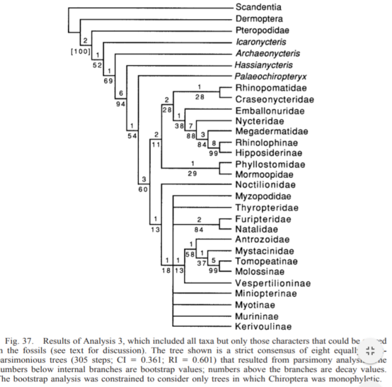 Figure 15. Parsimony tree of Chiroptera phylogeny from Simmons and Geisler (1998). Figure 15. Parsimony tree of Chiroptera phylogeny from Simmons and Geisler (1998).