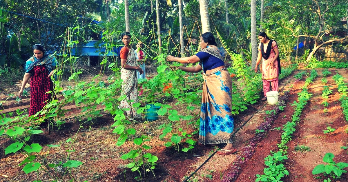 Agriculture at the Niravu Organic Village, Kerala