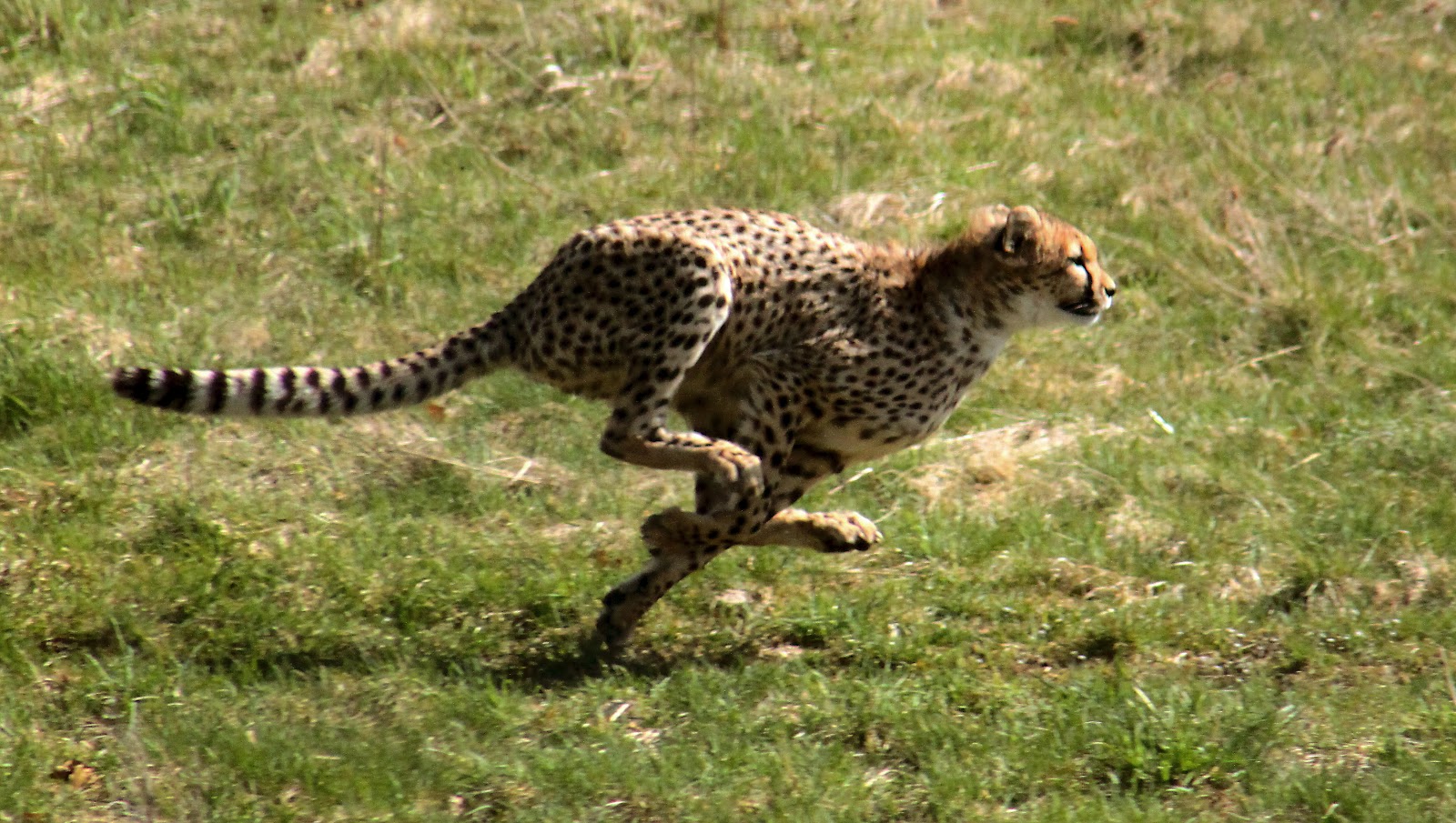 Le Guepard Univers Des Animaux