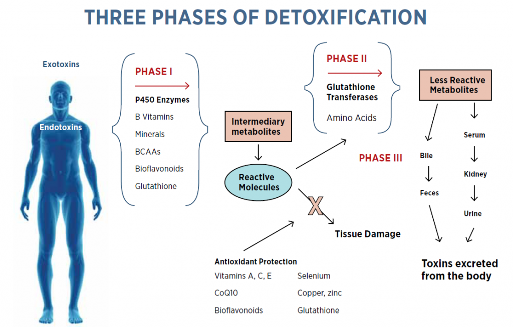 Phases of Detoxification