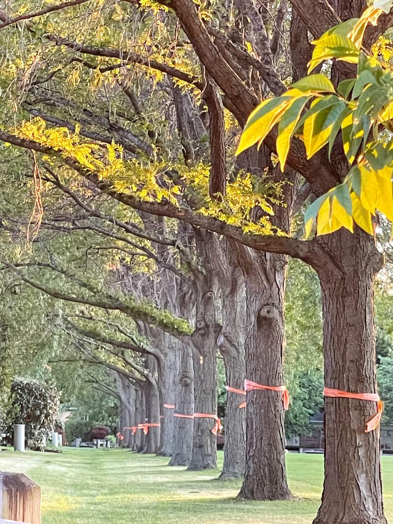 Several trees with orange ribbons attached.