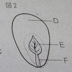 カキとかインゲンマメの種子の 子葉と幼芽と胚乳と胚 違いは何なのです か 彡