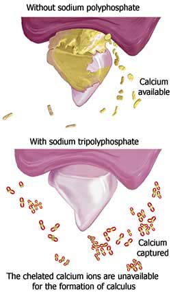 Action of the sodium tripolyphosphate
