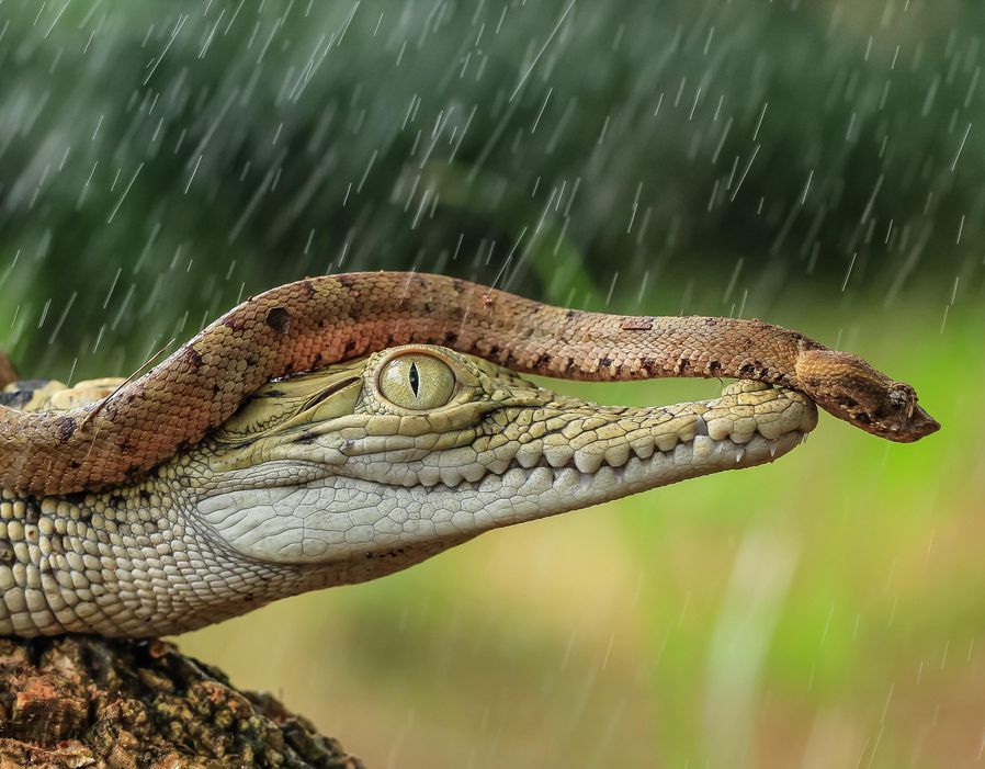 Image result for snake crocodiles friends