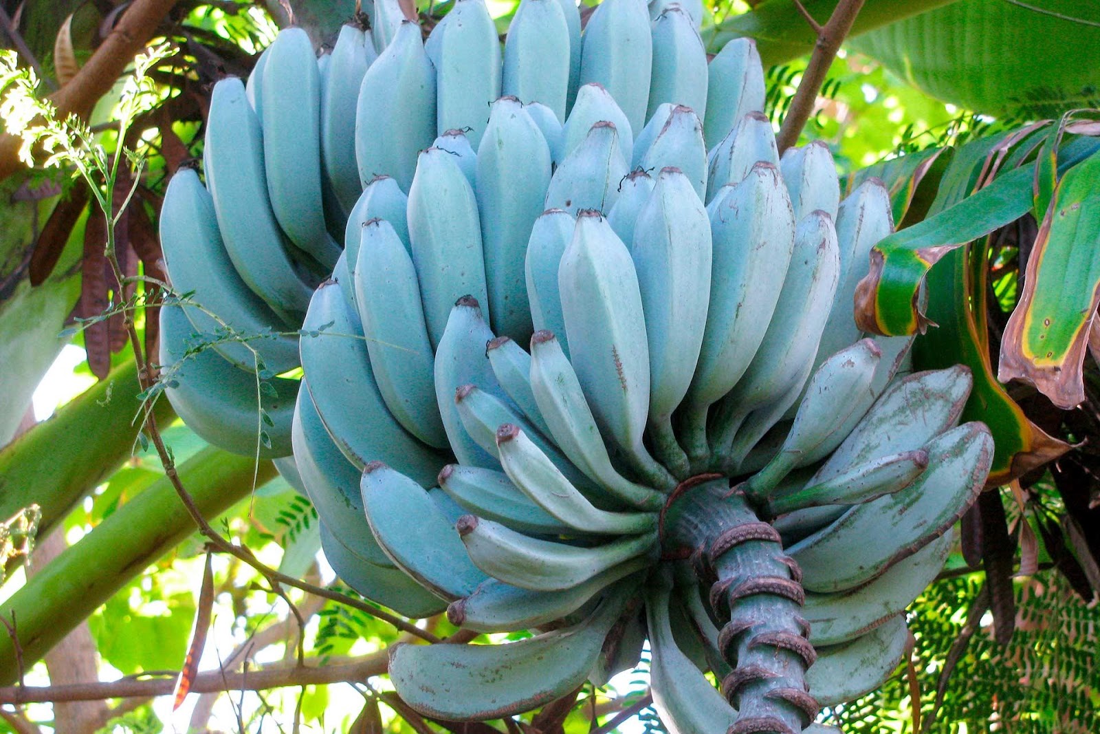 Blue Java Bananas on the tree.