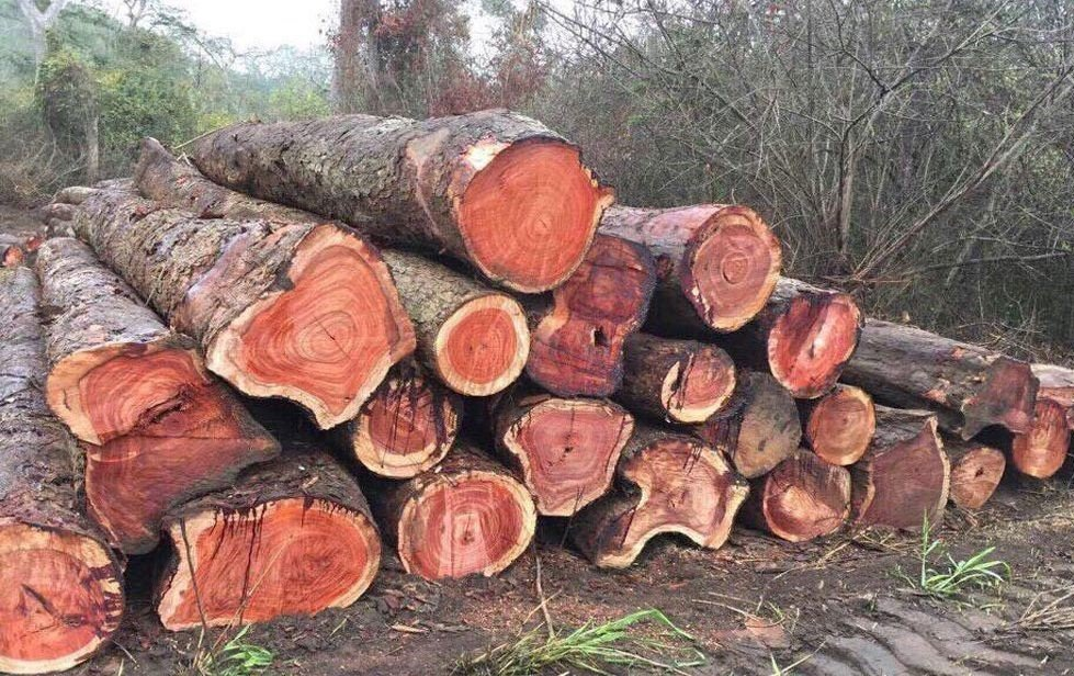Gỗ hương thuộc nhóm I - dòng gỗ quý hiếm tại Việt Nam