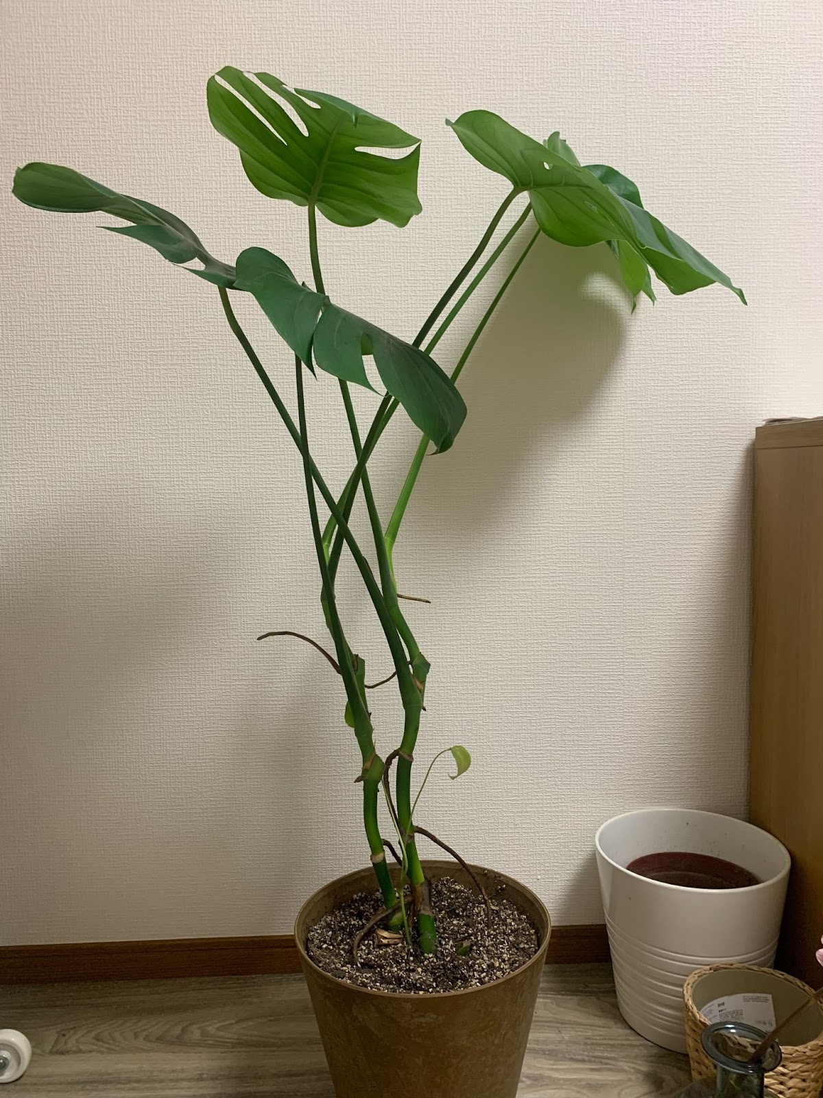 モンステラ
