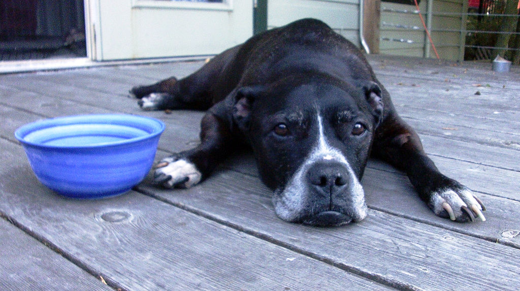 File:Dog Days Of Summer, Featuring Miss Oreo.JPG - Wikimedia Commons