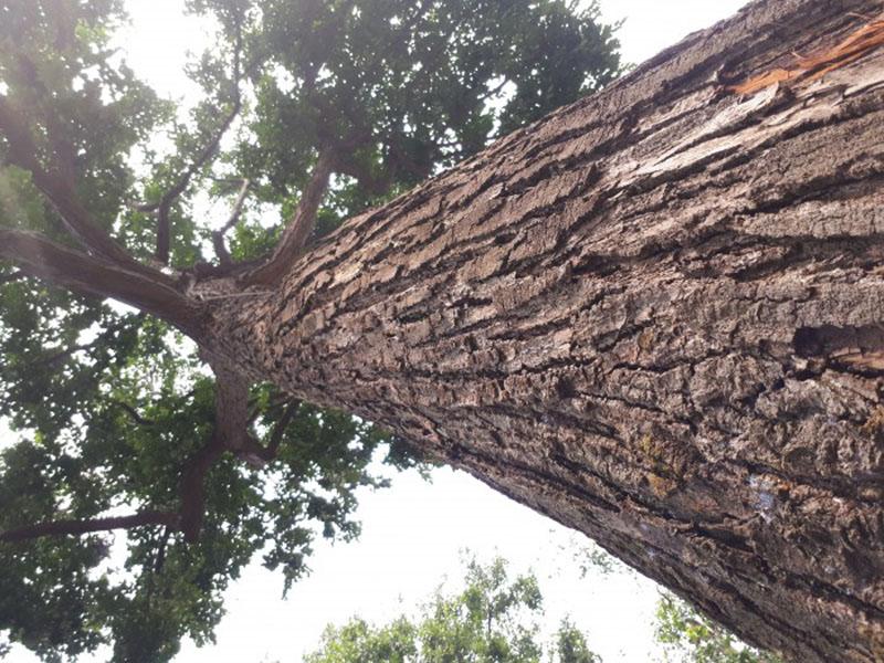 Cây Sao Đen - Cây lấy gỗ và cây cảnh quan giá trị