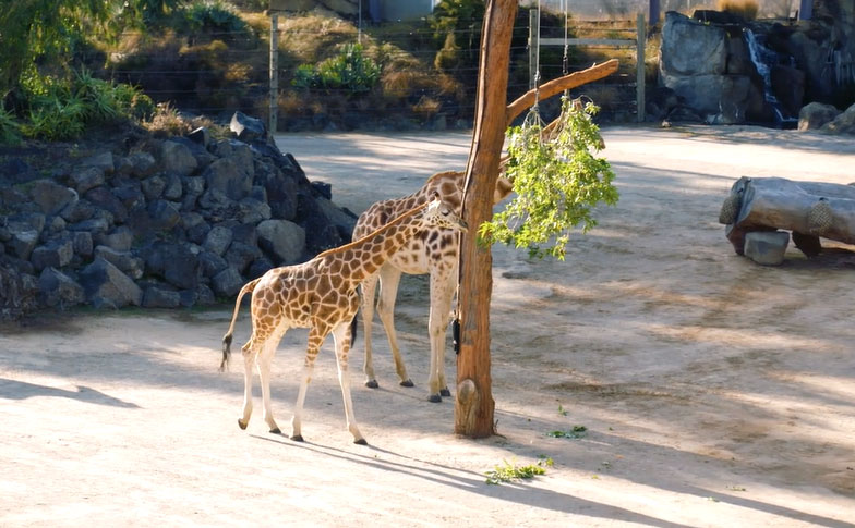 Smooth Move for New Giraffe Billy | Auckland Zoo News