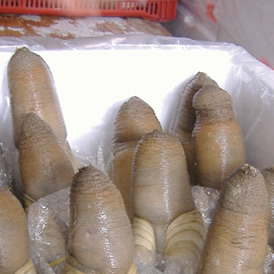 img-almeja.jpg