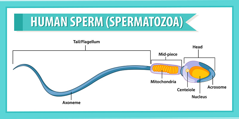 Diagram of normal human sperm