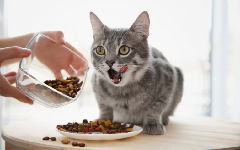 Особенности кошачьих лечебных кормов