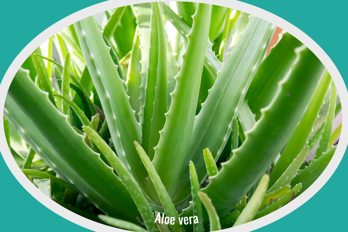 Aloe vera