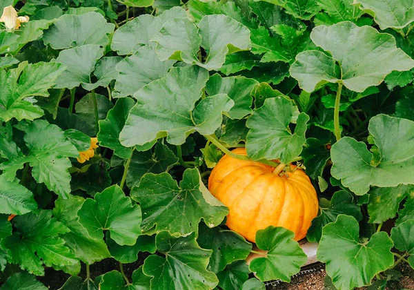 choosing the right vessels of pumpkin
