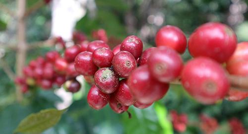 Koffie bessen aan een plant