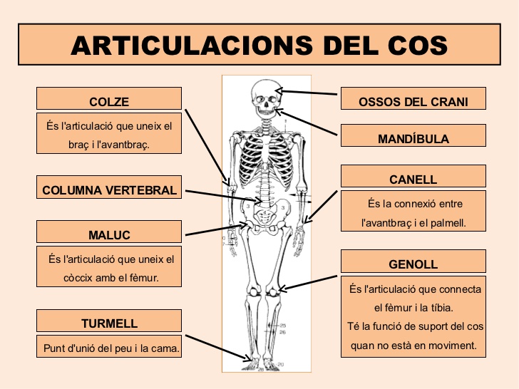 Articulacions