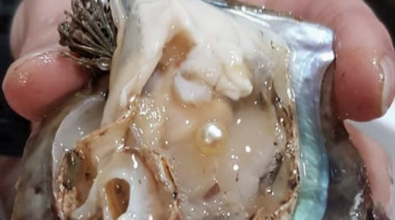 le perle nella cristalloterapia - ostrica